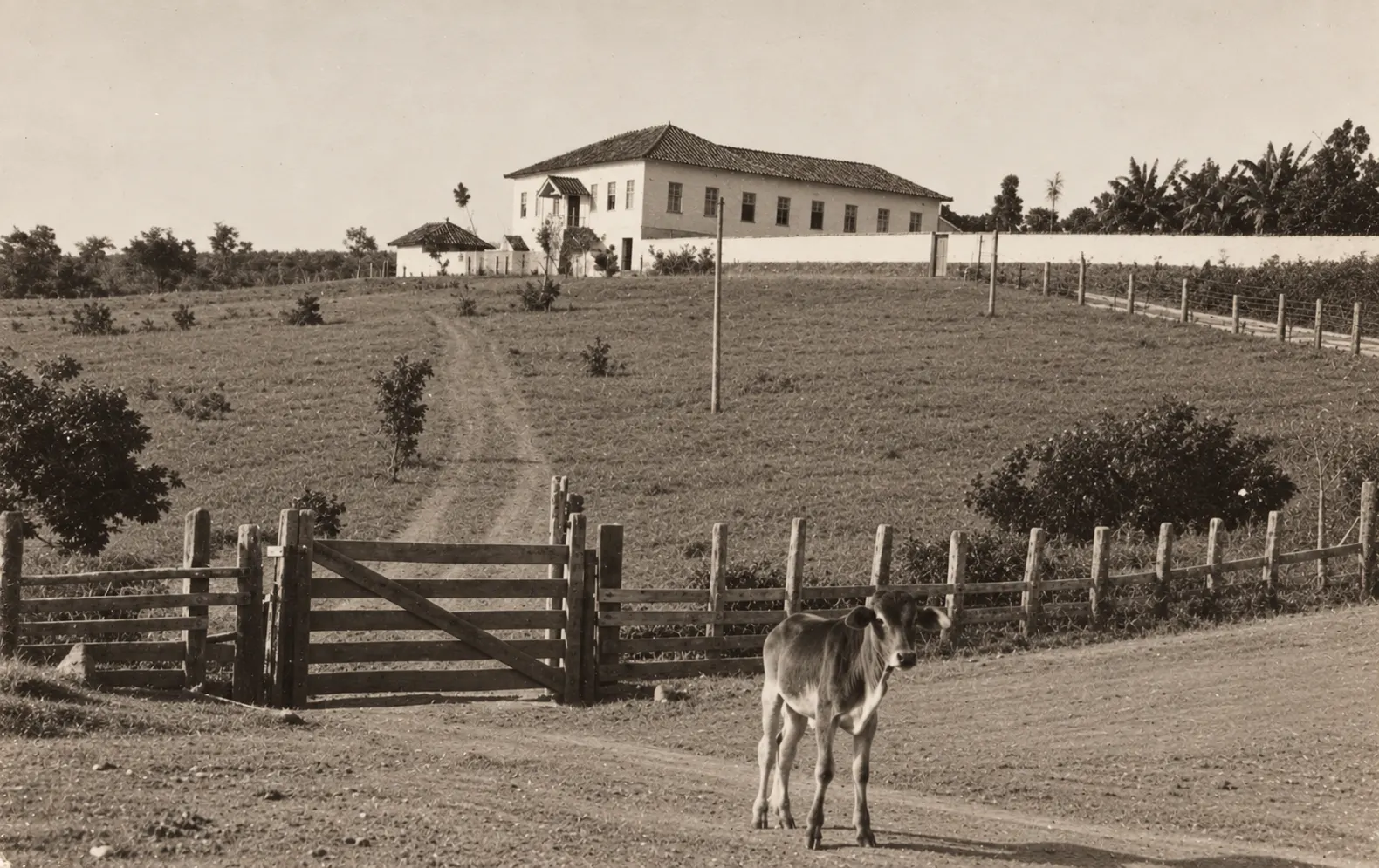 Fazenda Campo das Flores - Candeias, MG